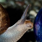 Snail Narcissism